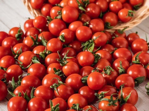 【食べ比べ】特別栽培🍅「宮トマト」＆「プレ宮トマト」計１㎏