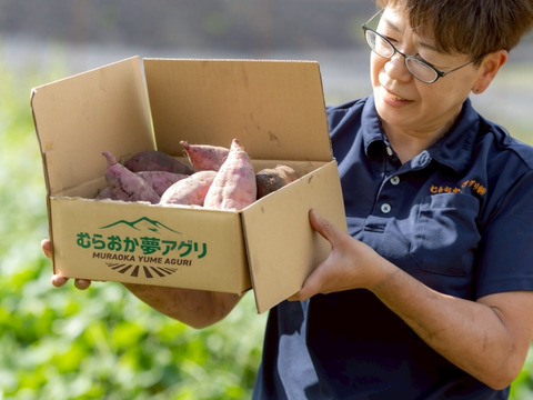 【大自然からのお届け】シルクスイート2ｋｇ(箱入)　１１月以降～発送予定！　熟成期間１ヶ月超！　さつまいも！