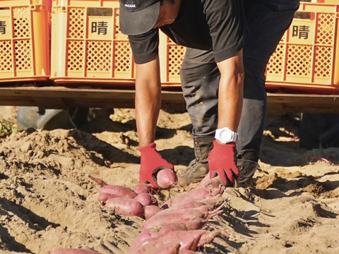 さつまいも（農薬不使用ベニハルカ）大小混合5㎏