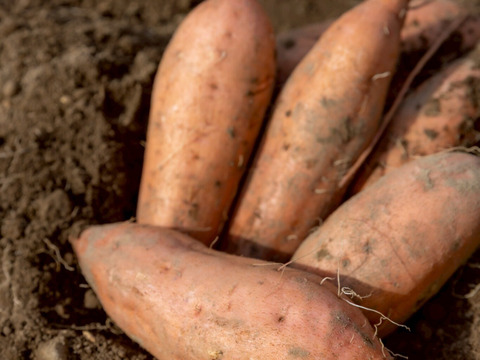 【火山の麓で育ちました】安納芋７ｋｇ(箱入)　10月以降～発送予定！　熟成期間１ヶ月超！　さつまいも！ 栽培期間中農薬不使用！