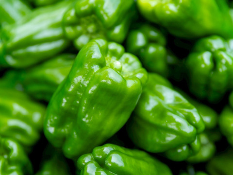 【関西一のピーマン産地、「たじま」からお届け】　朝採れ発送！　兵庫県香美町産「たじまのピーマン４ｋｇ」