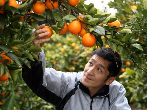 ブラッドオレンジ サイズ混合 国産 静岡県浜松市産 (約5kg)