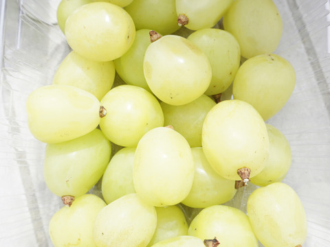 【沖縄・離島用】平井利右衛門の赤青ぶどう(スカーレット、雄宝/粒1.5kg)