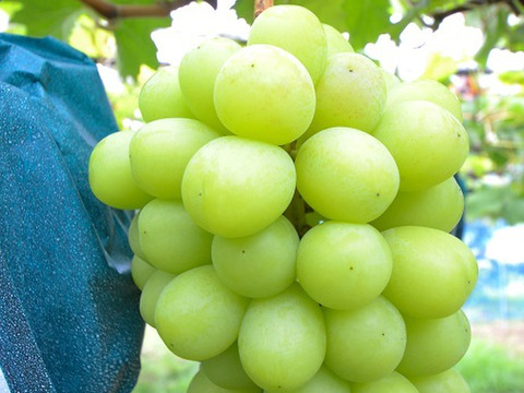 樹上完熟！岡山県備前市産びぜん葡萄【シャインマスカット】約1kg（2房前後）