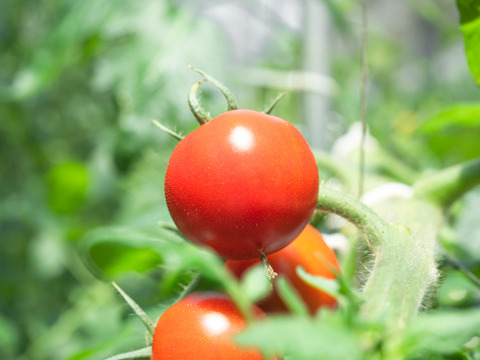 【糖度8以上保証】フルーツトマト「フルティカ」1kg×1箱～甘さと品質に自信あり～