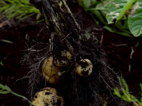【ごろっごろ新ジャガイモ】　兵庫県但馬産新じゃが！　《きたあかり　箱入７kg》