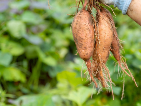 【SS～Sサイズ】ころころ安納芋２０ｋｇ(土付き：箱入)　10月以降～発送予定！　熟成期間１ヶ月超！　さつまいも！