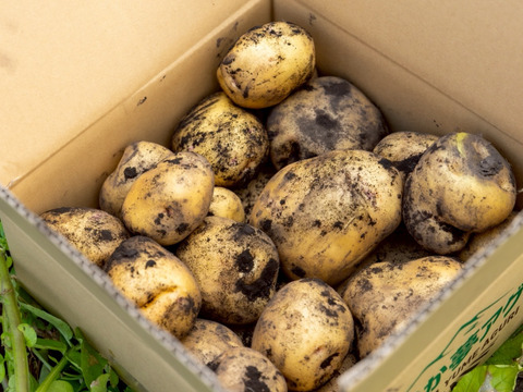 【予約】【１人１回だけの特別品】　兵庫県但馬産きたあかり　じゃがいも　新じゃが《箱入２kg》