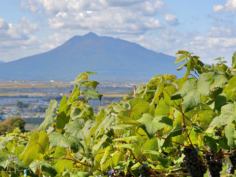 ☆昭和の味☆ 青森県産キャンベル・アーリー 3～7房入 約2kg詰め