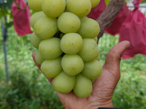 シャインマスカット 訳あり(約1kg)2~4房