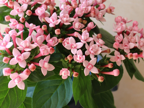 クラフト紙包装 愛の花ブバルディア プリンス ピンク八重咲き おうちにベストな40cm10本 育てる花束 蕾発送 冷蔵発送 熊本県産の花 植物 食べチョク 産地直送 産直 お取り寄せ通販 農家 漁師から旬の食材を直送 クラフト紙包装 愛の花ブバルディア プリンス ピンク八重咲き おうちにベストな40cm10本 育てる花束 蕾発送 冷蔵発送 熊本県産の花 植物 食べチョク 産地直送 産直 お取り寄せ通販 農家 漁師から旬の食材を直送