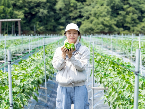 【関西一のピーマン産地、「たじま」からお届け】　朝採れ発送！　兵庫県香美町産「たじまのピーマン２０ｋｇ」【朝どれ】