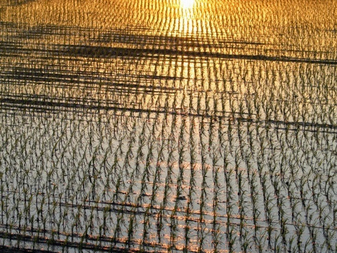 農家直送！！2021年米　北海道産特別栽培ふっくりんこ５ｋｇ×２個玄米