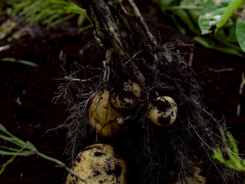 【予約】【１人１回だけの特別品】　兵庫県但馬産きたあかり　じゃがいも　新じゃが《箱入２kg》