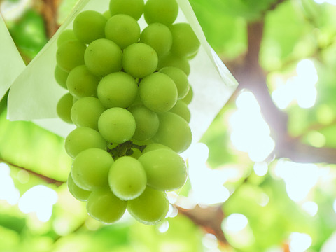 【お試し　限定１００箱】
『シャインマスカット・高尾』約1.2キロ　濃厚×爽やか、甘さの芸術。極上ぶどうの二重奏