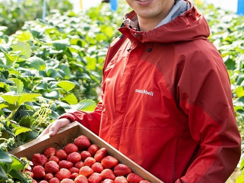 朝採りいちご！静岡県の新品種きらぴか4パックと紅ほっぺ4パックセット
