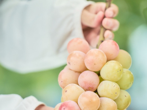 【冬ギフト】ぶどう農家のこだわりアイス＆シャーベット　3種各3個(計9個)