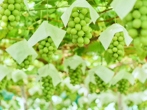 【お試し　限定１００箱】
『シャインマスカット・高尾』約1.2キロ　濃厚×爽やか、甘さの芸術。極上ぶどうの二重奏