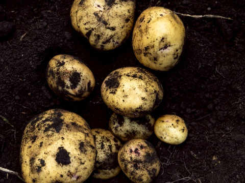 【予約】【極上の甘み】兵庫県但馬産 新じゃが きたあかり５kg