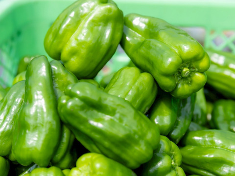 【子供も喜んで食べる🫑】　朝採れ発送！　兵庫県香美町産「たじまのピーマン１ｋｇ」
【敬老の日】