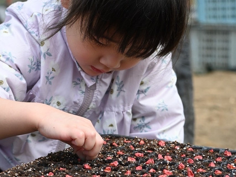 佐藤さんのトウモロコシ(*´-`)
