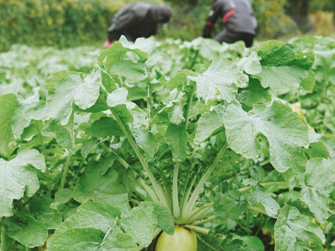 【高原大根】　≪神鍋高原、寒暖差のある地域で育まれた水分・甘みたっぷりの大根≫　（５本）