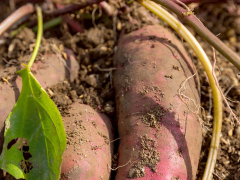 べにはるか、とったど～】紅はるか2kg(箱入) 10月以降～発送