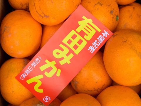 2024年みかんシーズン到来！訳あり極早生みかん約３kg