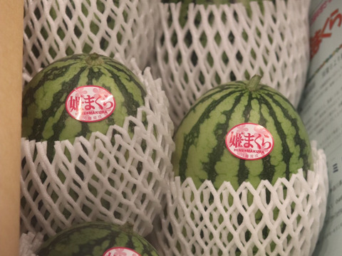 三浦小玉スイカ4から6個入