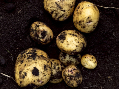 【予約】【但馬野菜セット】ピーマンとじゃがいも(きたあかり)セット！　キタアカリ