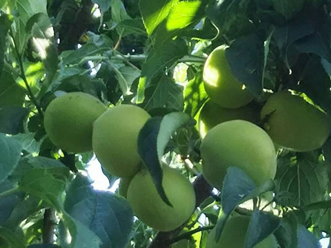 子供に食べさせたい🍑【ばぁばのモノスゴイ旬の青梅❗❗】自然栽培約３㎏✨✨✨