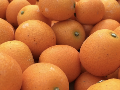 【家庭用】きんかん1kgはるか2.5kg