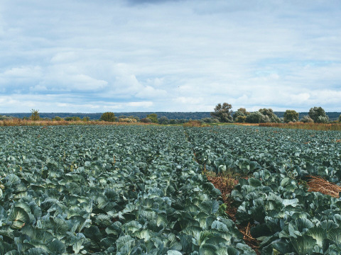 【🎄Xmas限定☆彡お一人様セット🎁】食べごろ！贅沢な！おまかせ野菜詰め合わせ☆🥗🍠