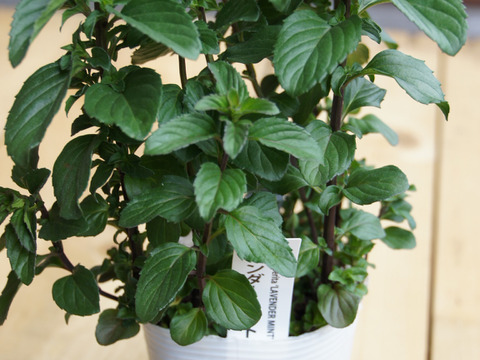 ラベンダーミント[食用]  ［あわせ買い対象商品は3つまで同梱可］