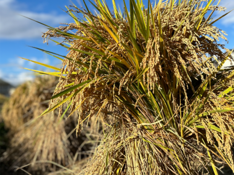 新米　もっちりツヤツヤ！R7長野産コシヒカリ　白米約5キロ　　籾かす多少あり