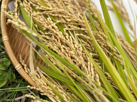 新米　もっちりツヤツヤ！R7長野産コシヒカリ　白米約5キロ　　籾かす多少あり