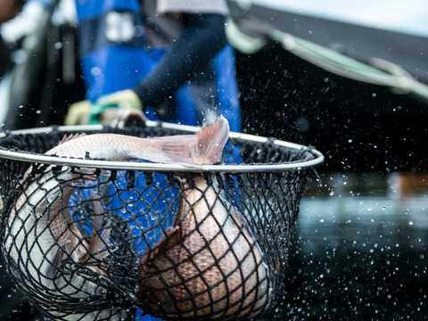 【冬ギフト】一度食べたらやみつきッ😋🍴みやび鯛【鯛カマ500g】 鯛のカマ 500g×1P 塩焼き 煮つけ あら汁などにおすすめ✨
