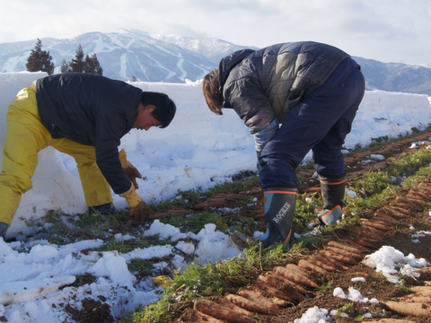【糖度10度超え】雪の中で眠り、甘みが極まった「雪の下にんじん」100％ジュース 200ml×24本