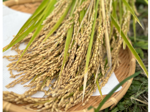 新米　もっちりツヤツヤ！R7長野産コシヒカリ　白米約5キロ　　籾かす多少あり