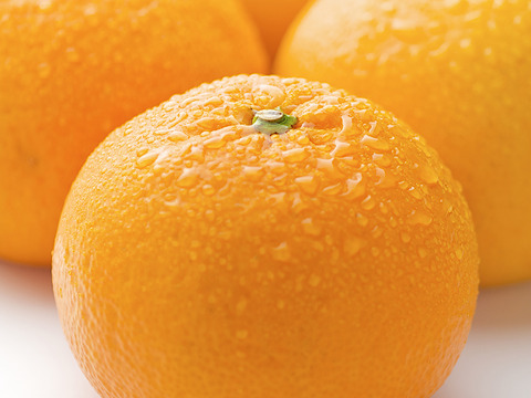 【さっぱり甘酸っぱ♪初夏のごちそう】玉宝甘夏（５㎏）（ご家庭用）※３月下旬発送