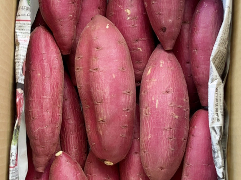 【新芋】スッキリした甘さと滑らかな舌触り「シルクスイート」 5キロ箱