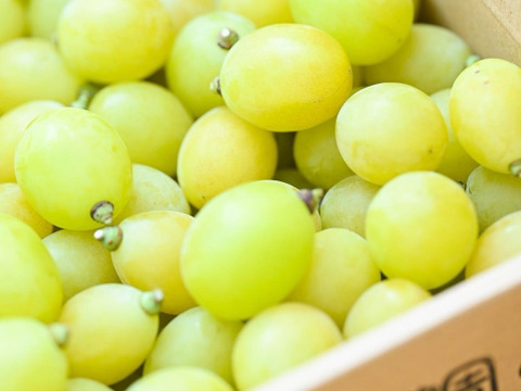 ゴールデンシャインマスカット 粒売り：山梨県産のシャイン