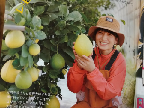 いろんなレモンのおまかせセット化学農薬不使用・希少レモン入り【柑橘食べ比べ】