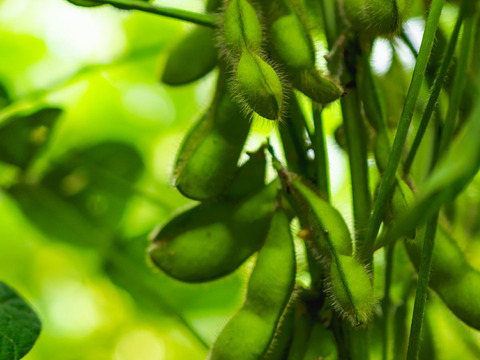 【夏ギフト】やみつき不可避！朝どれ『だだちゃ豆【晩生】』500g×2p