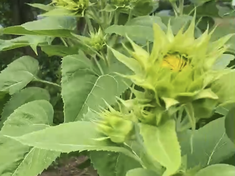 モネの「八重ひまわり」3本（40㎝）