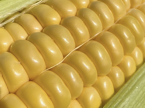 朝穫れ！プリあま大粒とうもろこし【農薬化学肥料不使用】2キロ6本