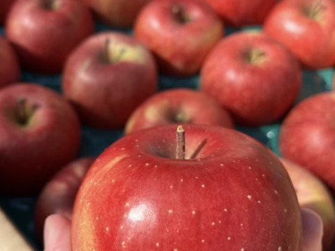 《予約商品》１月中旬～ 小傷 小玉サンふじ 5キロ箱 23～25玉 長野県産