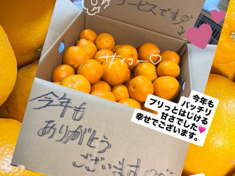 【今だけ旬】小玉はるみ10kg｜甘さピーク｜家庭用｜愛媛 西宇和｜農家直送