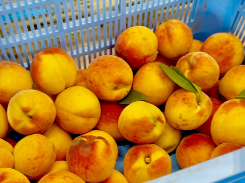 59 早生ワッサー家庭用3キロ2箱 ワッサー 約3kg – AgriUnionオンラインショップ