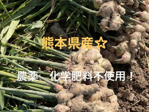 〈熊本県産〉生姜　10kg（農薬化学肥料不使用）種生姜にもオススメ！